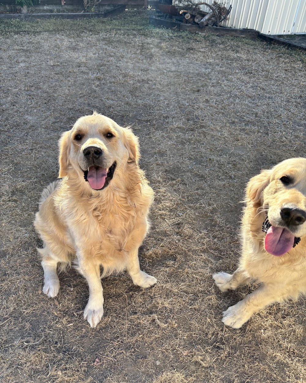 Two golden retrievers sitting in the backyard, the source of the dog hair